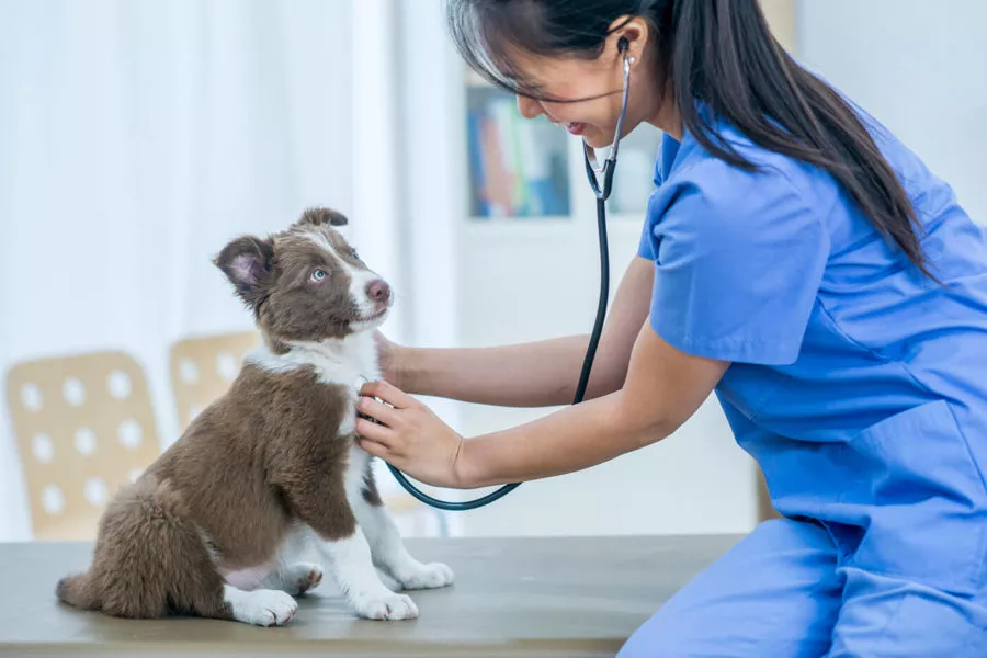 Pet Insurance
