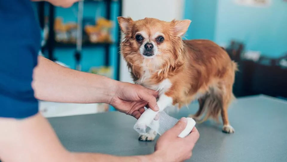 Pet Insurance Guide to Save Big in 2025! Pet Insurance