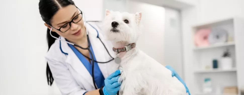 Pet Insurance Guide to Save Big in 2025! Pet Insurance