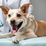 Pet Dental Insurance