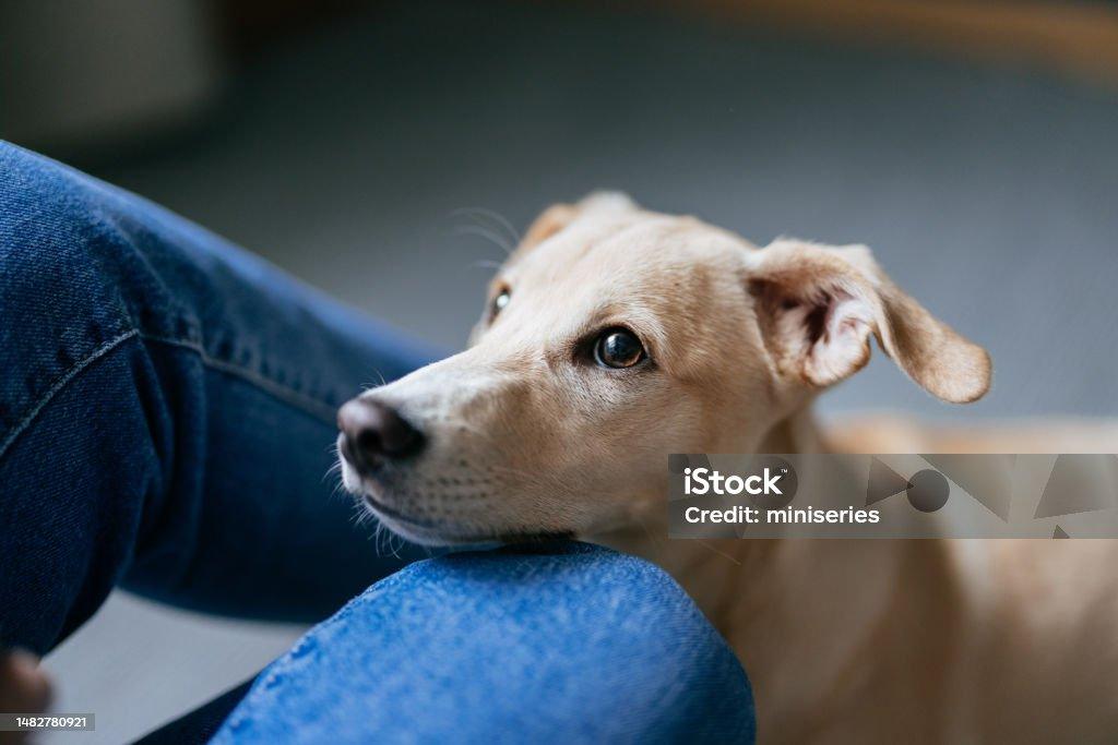 Reasons Accident-Only Pet Insurance Could Save You Big