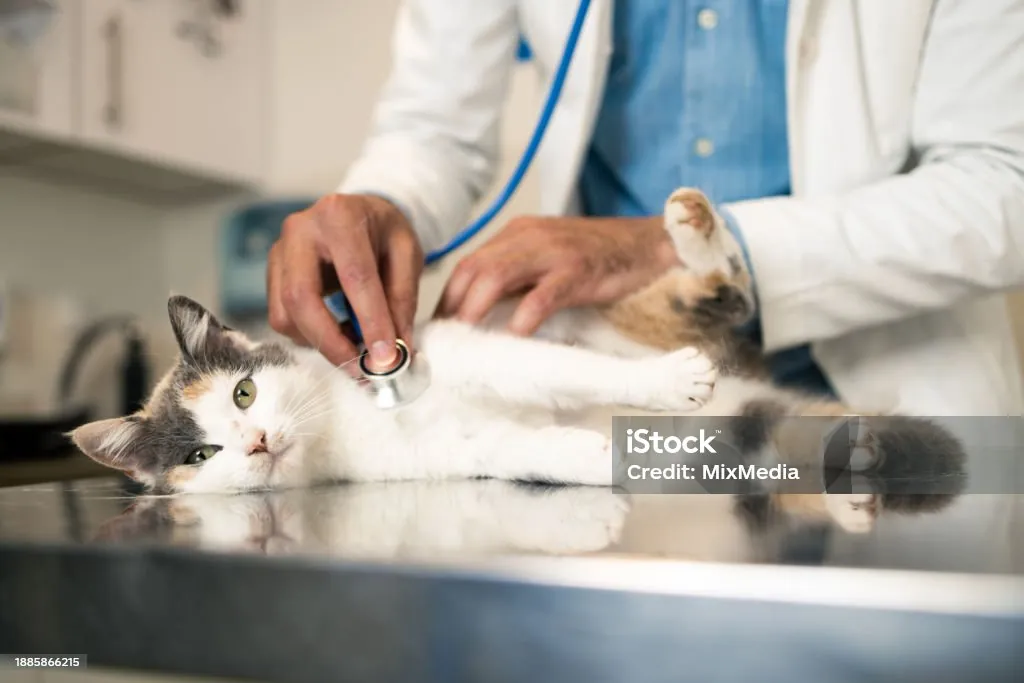 Pet Health