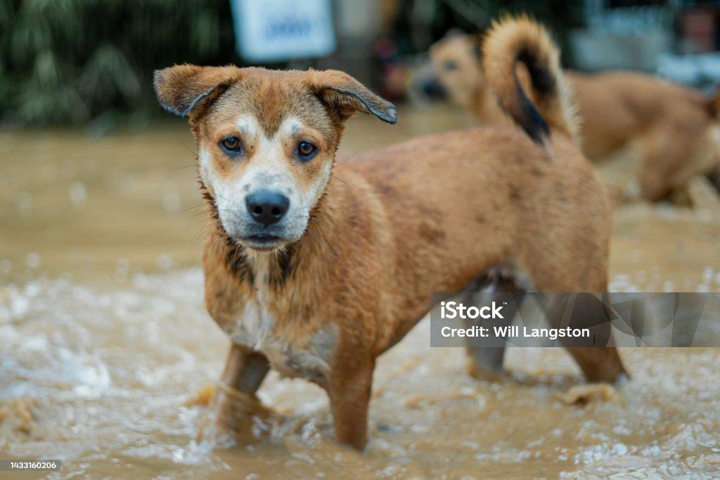 How to Find Affordable Accident-Only Pet Insurance in 2025 Accident-Only Pet Insurance