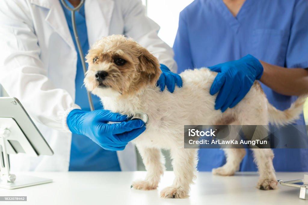 How to Find Affordable Accident-Only Pet Insurance in 2025 Accident-Only Pet Insurance