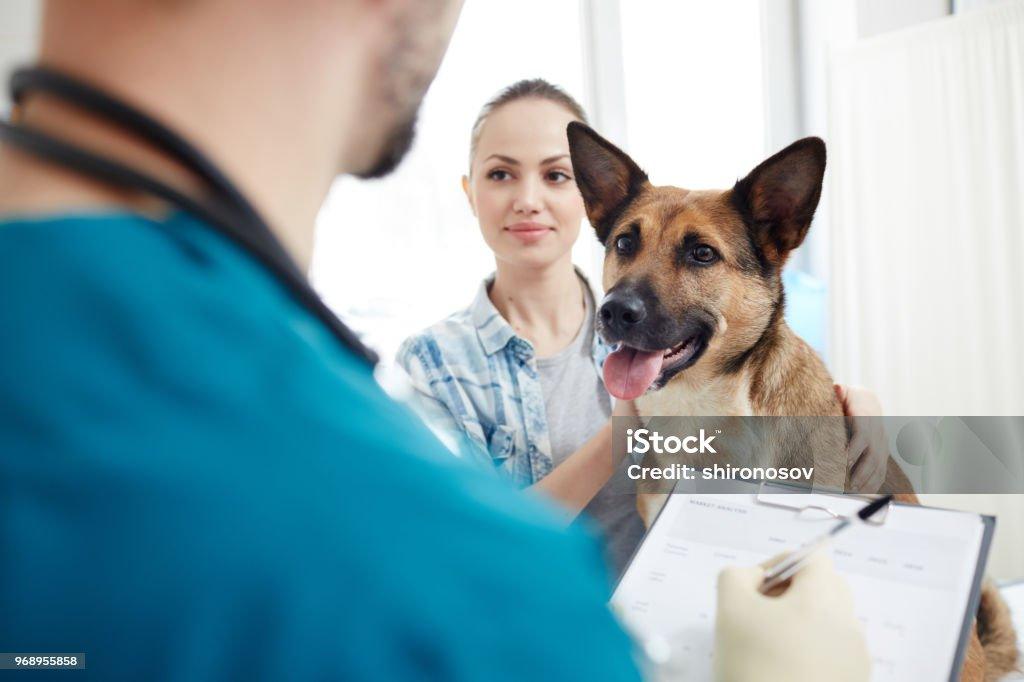 How to Find Affordable Accident-Only Pet Insurance in 2025 Accident-Only Pet Insurance