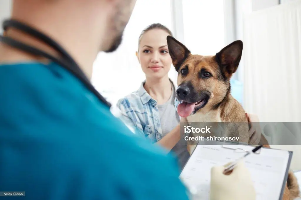 Accident-Only Pet Insurance