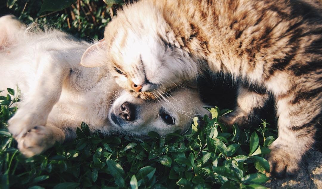 Comprehensive Pet Wellness Plans: Ensuring Long-Term Health for Your Furry Friends Pet Wellness Plans