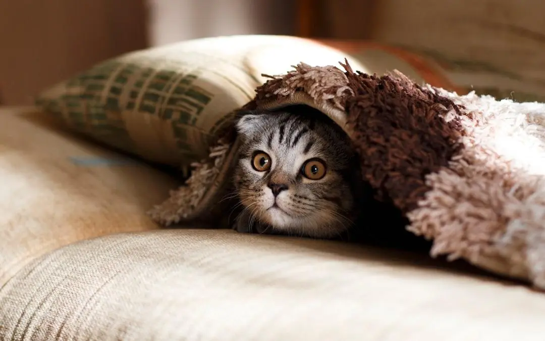 Best Pet Wellness Plans for 2025: Compare & Save Pet Wellness Plans