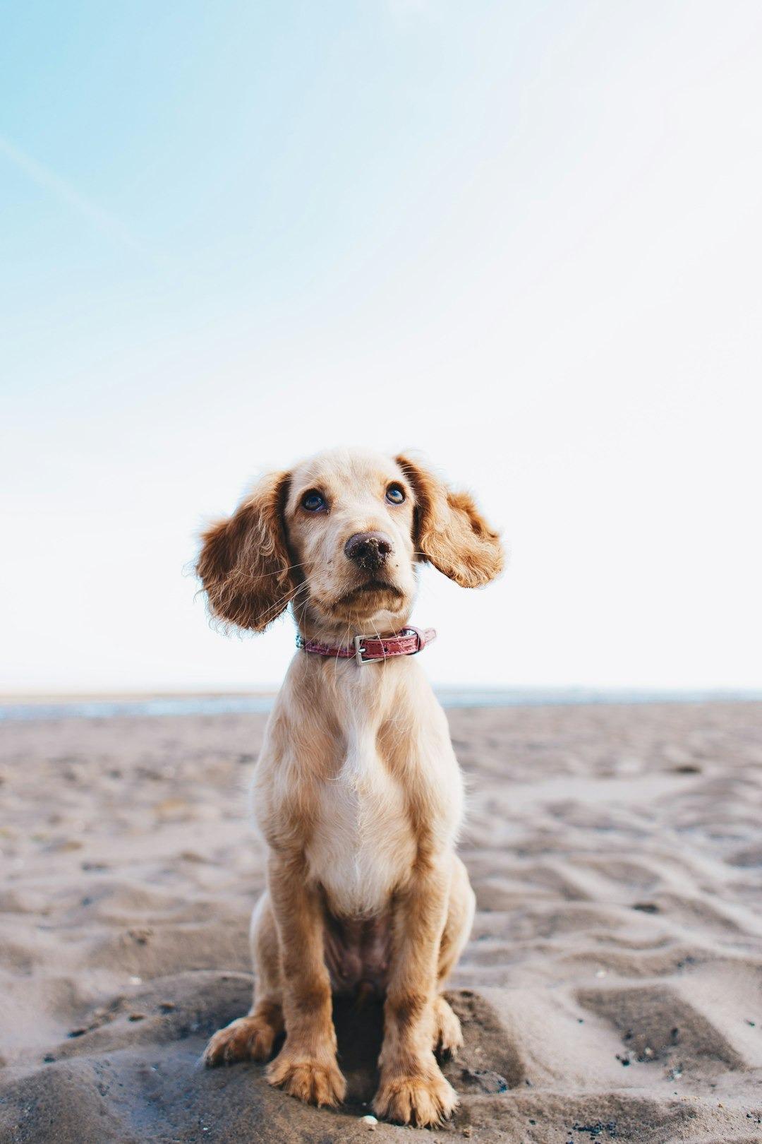 Comprehensive Pet Wellness Plans: Ensuring Long-Term Health for Your Furry Friends Pet Wellness Plans