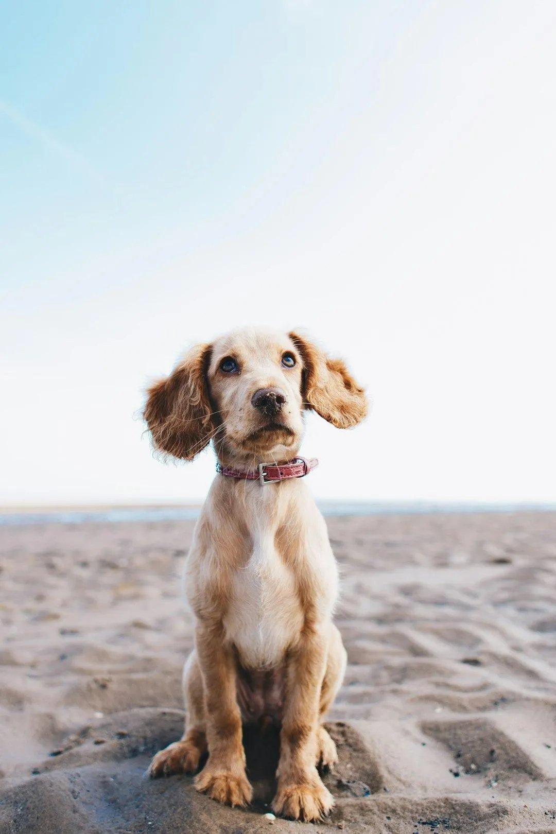 Pet Wellness Plans